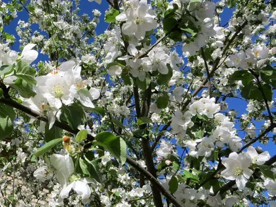 Фото \"Яблони в цвету — весны творенье. Яблони в цвету — любви круженье.  Радости свои мы им дарили, С ними о любви мы говорили\" на фотохостинге  Fotoload