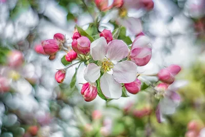 Яблоня в цвету — Фото №1405452