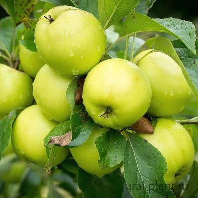 Саженцы яблони: как вырастить саженцы своими руками