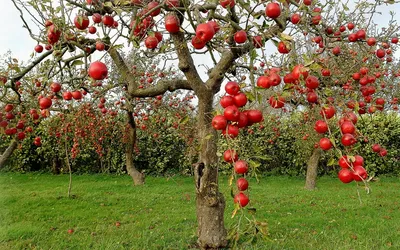 Яблоня (райское яблочко) Шпигель (Spiegel) ᐉ купить с доставкой почтой по  Украине в питомнике Биосад