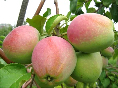 Колоновидная яблоня, характеристики, популярные сорта, описание, фото