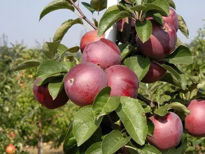 Яблоня Ятака | саженцы зимней яблони