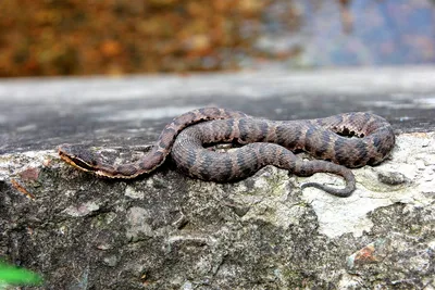 Ядовитые змеи дальнего востока - 72 фото