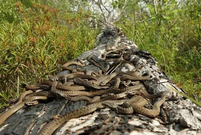 Змеи всё чаще начали появляться в населённых пунктах ЕАО — ЯДВ: служба  новостей