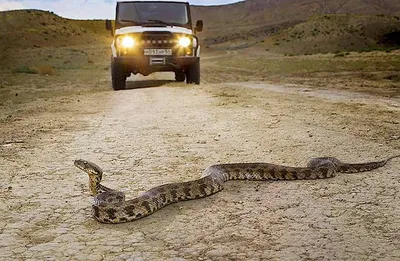 Неядовитые змеи России: Расскажем вам про всех змей, которых НЕ стоит  бояться! | Книга животных | Дзен