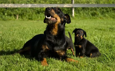 Породы собак Немецкий ягдтерьер стоковое фото ©DevidDO 282484266