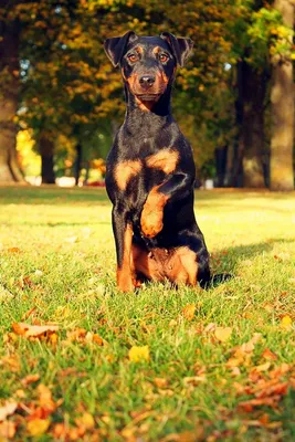 Фотографии к статье: Немецкий ягдтерьер (Deutscher Jagdterrier) / Советы по  уходу и воспитанию породы собак, описание собаки, помощь при болезнях,  фотографии, дискусии и форум.