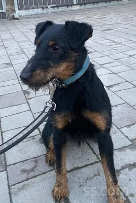 Пропала девочка ягдтерьер - Пропавшие собаки Калужской области