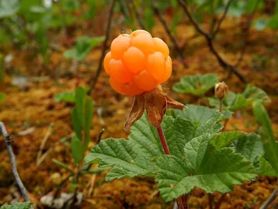 Морошка купить, дикая ягода отдельной заморозки