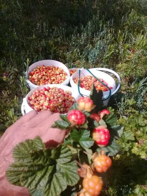 Северная ягода | Пикабу