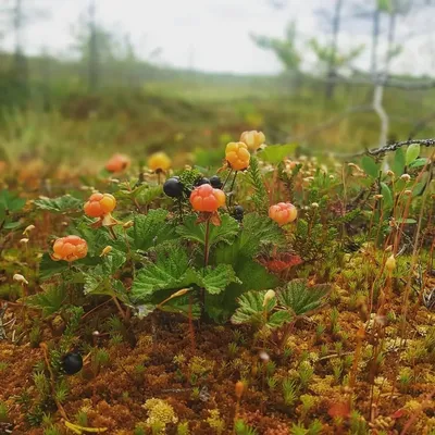 Visit Yamal - 🇷🇺В тундре зацвела царская ягода - морошка! В народе её  называют по-разному: болотный янтарь, арктическая малина, северный  апельсин, болотный стражник. ⠀ Витамина С в этой чудо-ягоде в 3 раза