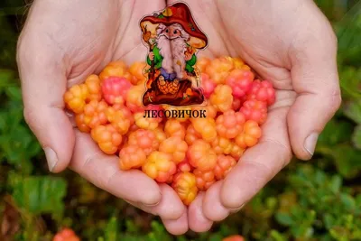 Опытный собиратель ягод рассказал о том, где в Ленобласти зреет морошка ›  Статьи › 47новостей из Ленинградской области