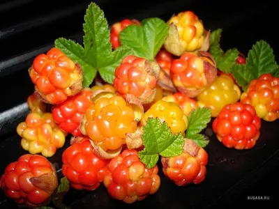 Хрустальная ягода морошка» — создано в Шедевруме