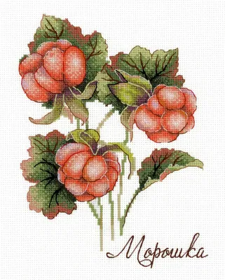 Царская ягода морошка в республике Карелия — фото, описание на GoRu