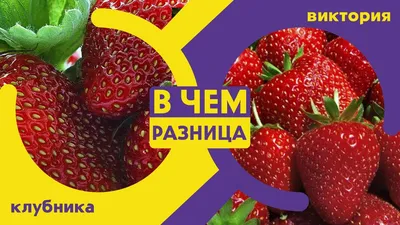 Клубника Виктория (10 шт.) | Продажа саженцев цены питомника Крымский Дачник