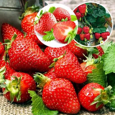 🍓 ягода виктория, ягода, виктория, …» — создано в Шедевруме