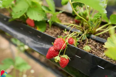 За что садоводы так любят ягоду Викторию 🍓? | Фруктомания 🍒 🍎 | Дзен