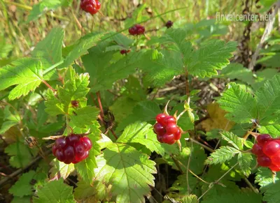 В России вырастут цены на ягоды