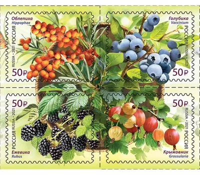 День варенья: за 7 лет урожайность ягод в России увеличилась на 14% |  Информационное агентство «Время Н»