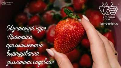 Эксперты объяснили аномально высокий спрос на черешню и клубнику в России -  03.07.2023, Sputnik Азербайджан