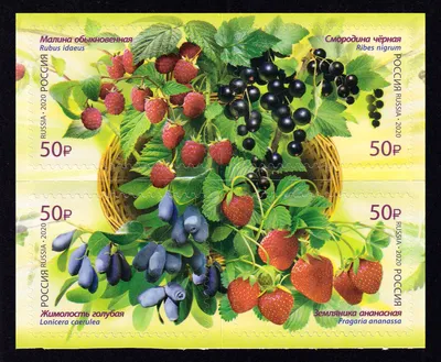 Топ-5 ядовитых ягод России – будьте внимательны!-Управление  Роспотребнадзора по Кировской области