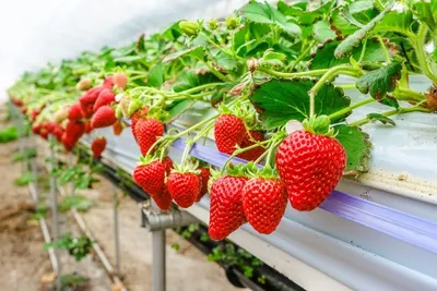 Производство плодово-ягодной продукции в России превысило 1,5 млн тонн –  Агроинвестор