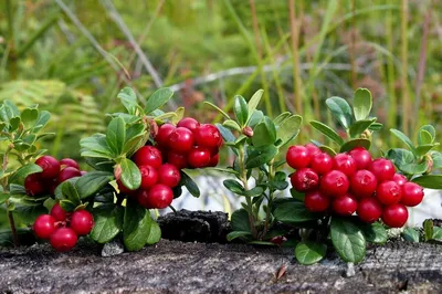 Северные ягоды: какие ягоды растут в тундре, чем полезны и что из них  приготовить | «Красный Север»
