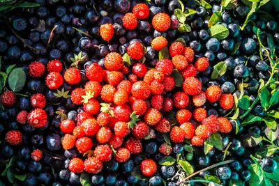 Северные ягоды стоковое изображение. изображение насчитывающей померанцово  - 66071001