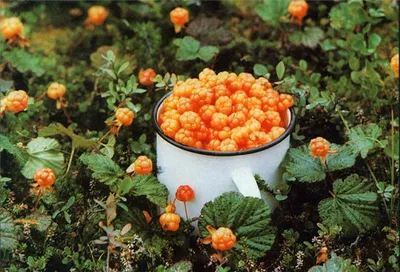 В Арктике можно выращивать плантации дикоросов: северные ягоды мечтали  «приручить» еще в СССР