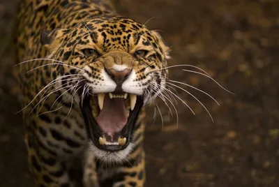 Jaguar — стоковые фотографии и другие картинки Ягуар - кошка - Ягуар - кошка,  Бразилия, Животное - iStock