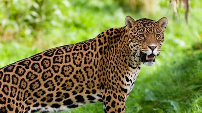Интересные факты о ягуарах | Пикабу