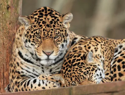 ягуар хищник дикая кошка макро усы пасть оскал размытость HD обои для  ноутбука | Animal jaguar, Imagem de onça, Grande felino