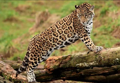 Ягуар – свирепая кошка, которую боятся даже анаконды и крокодилы | ЧаВо?! |  Дзен
