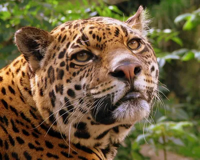 Ягуар большая кошка из Южной Америки | Дикий | Дзен