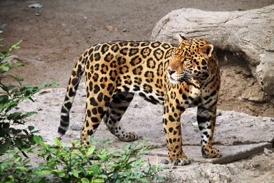 Ягуар - кошка кошка, кошка в жанре пантера Стоковое Изображение -  изображение насчитывающей млекопитающее, леопард: 257845891