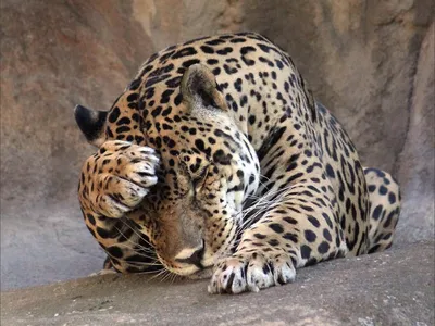 Ягуар - кошка кошка, кошка в пантере Стоковое Изображение - изображение  насчитывающей гоноров, плотоядно: 260086995