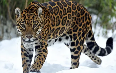 Walking over the branch By Tambako The Jaguar | Красивые кошки, Кошки и  котята, Домашние птицы