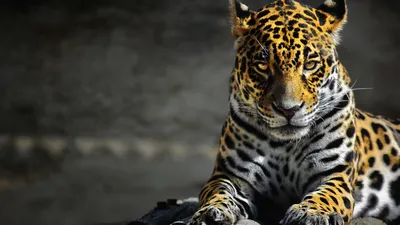 Тоже кошка, но только большая: необычная история ягуара в бразильской армии  (3 фото) » Невседома