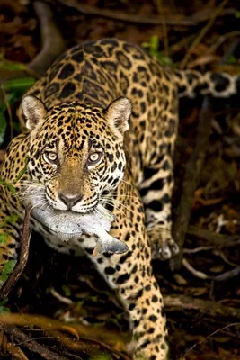 Кошка на капот | Jaguar Fan Club - Клуб любителей автомобилей Jaguar