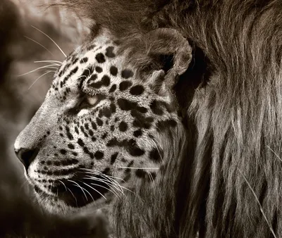 Обои ягуар, дикая кошка, лицо, jaguar, wild, cat, face, Животные #10237 -  Страница 2