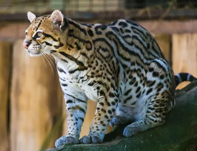 Jaguar — стоковые фотографии и другие картинки Большая кошка - Большая кошка,  Величественный, Вертикальный - iStock