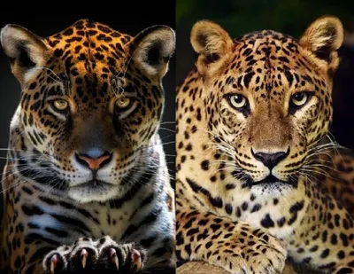 Где живет ягуар — животное, способное убить одним прыжком? | ВКонтакте