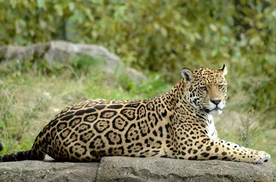 Чем питается и как охотится ягуар в дикой природе? | Пикабу