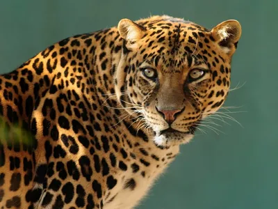Ягуар (Пантера) - символ Амазонки | В мире животных | Дзен
