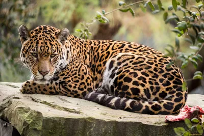Ягуар напал на женщину в зоопарке. Она делала селфи у его клетки - BBC News  Русская служба