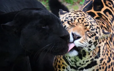 Ягуар - описание животного, где обитает, чем питается, фото и видео