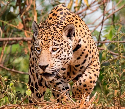 Жизнь ягуара: как проводит время охотник-одиночка | Пикабу