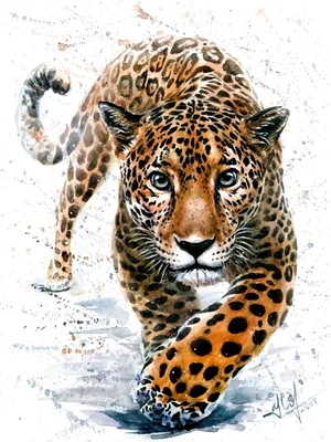 Фотография ягуар Большие кошки животное