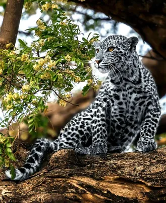 Животное ягуар - 60 фото