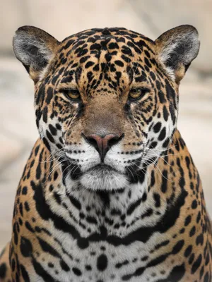Новые факты о жизни ягуаров открыла группа ученых